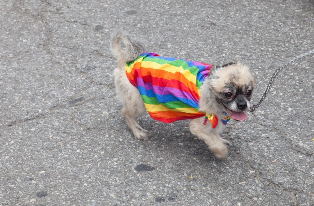Sunday, June 24, 2018. New York City – New Yorkers celebrated the biggest LGBTQ Pride March in the United States of America. This year, the NYC Pride March celebrated 49 years. Photo by Javier Soriano/LoveIsAmor.com