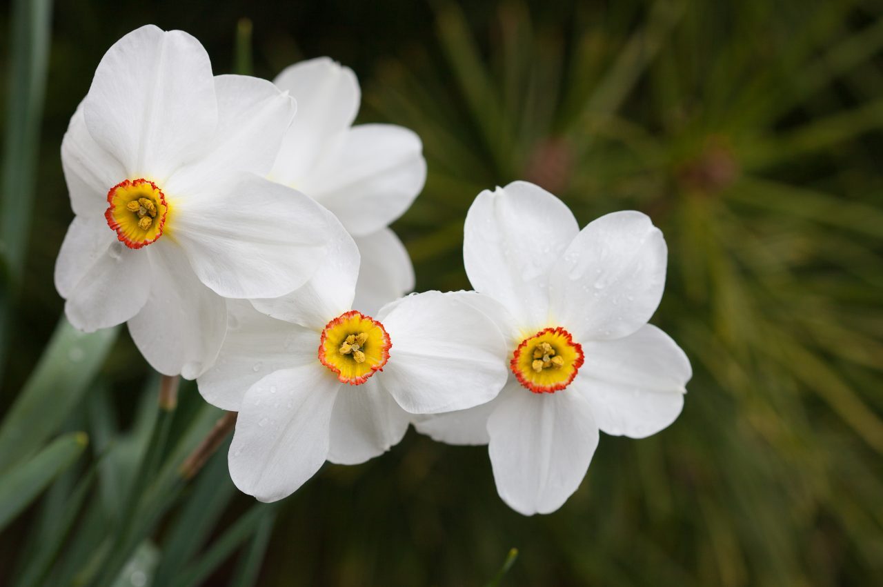 White, yellow and red Narcissus. Credit: Photo by Javier Soriano/LoveIsAmor.com