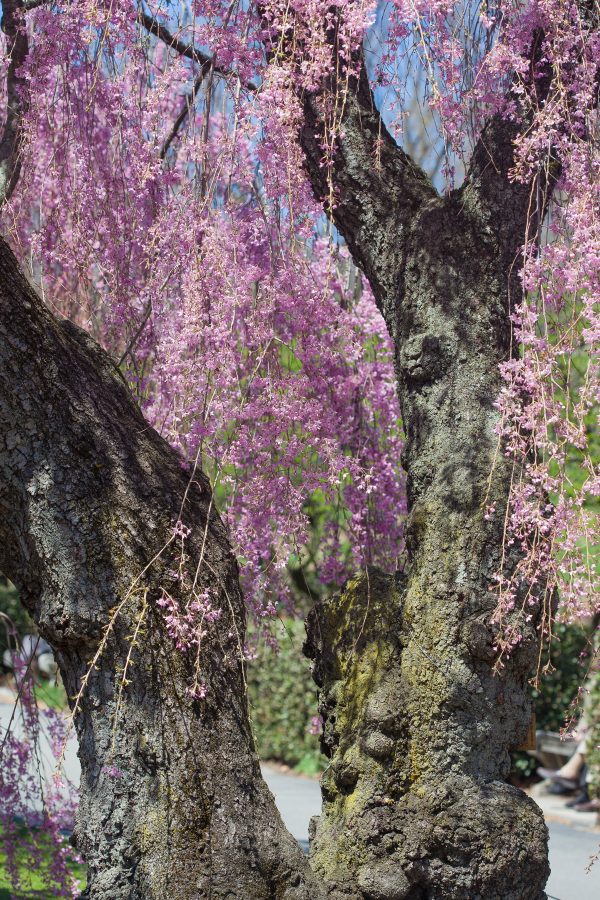 Cherry blossoms. Credit: Photo by Javier Soriano/LoveIsAmor.com