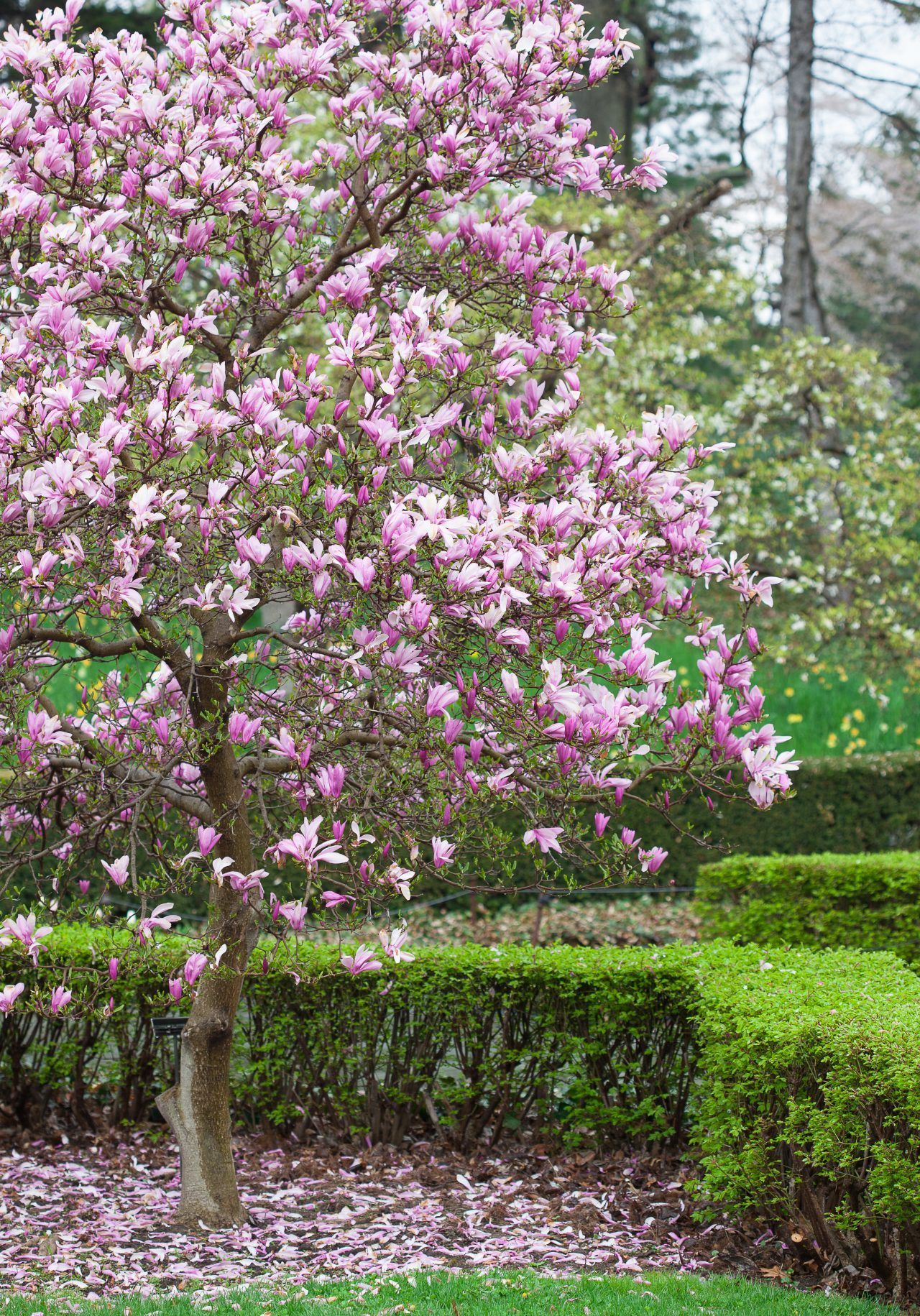 Pink and white magnolias. Credit: Photo by Javier Soriano/LoveIsAmor.com