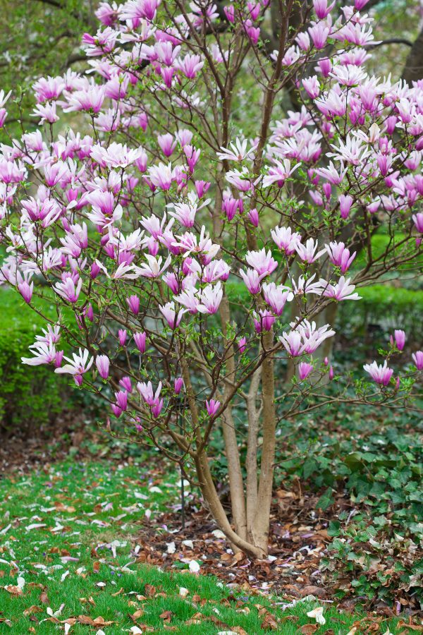 Pink and white magnolias. Credit: Photo by Javier Soriano/LoveIsAmor.com