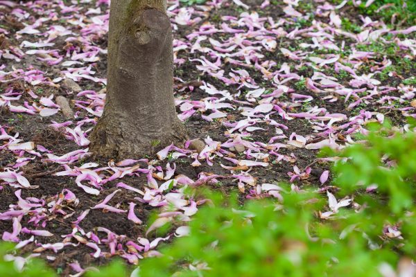 Petals of pink and white magnolias. Credit: Photo by Javier Soriano/LoveIsAmor.com