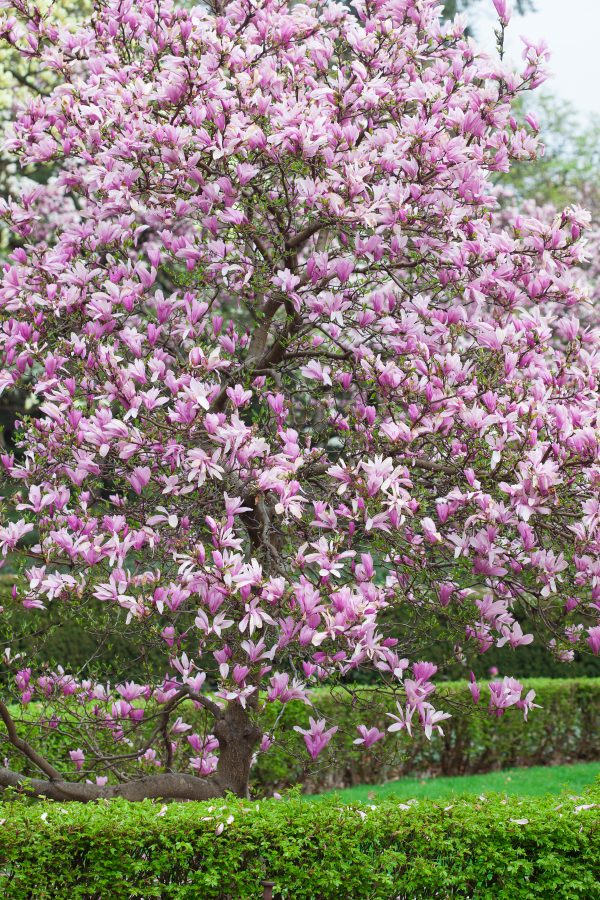 Pink and white magnolias. Credit: Photo by Javier Soriano/LoveIsAmor.com