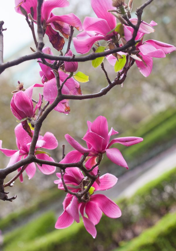 Pink magnolias. Credit: Photo by Javier Soriano/LoveIsAmor.com