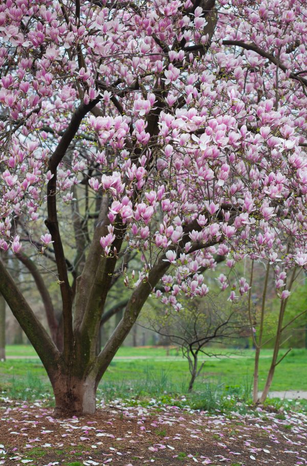 Pink and white magnolias. Credit: Photo by Javier Soriano/LoveIsAmor.com