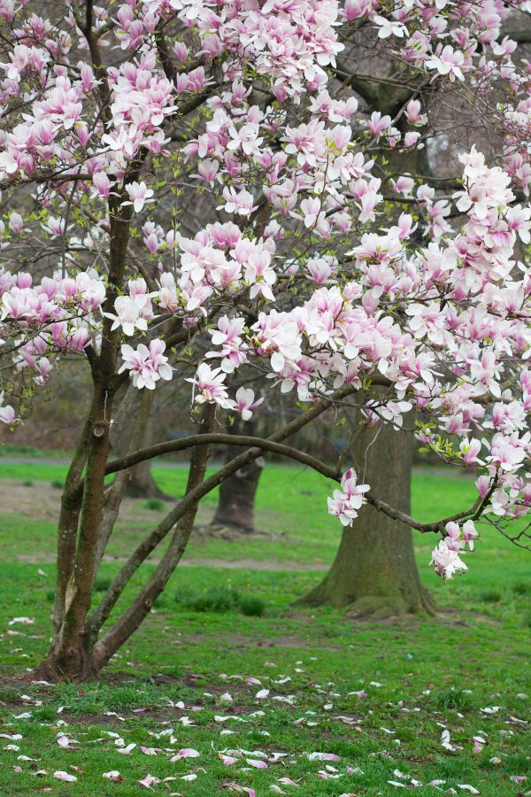Pink and white magnolias. Credit: Photo by Javier Soriano/LoveIsAmor.com