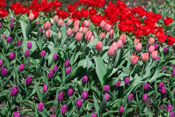 Pink, red and purple tulips. Credit: Photo by Javier Soriano/LoveIsAmor.com