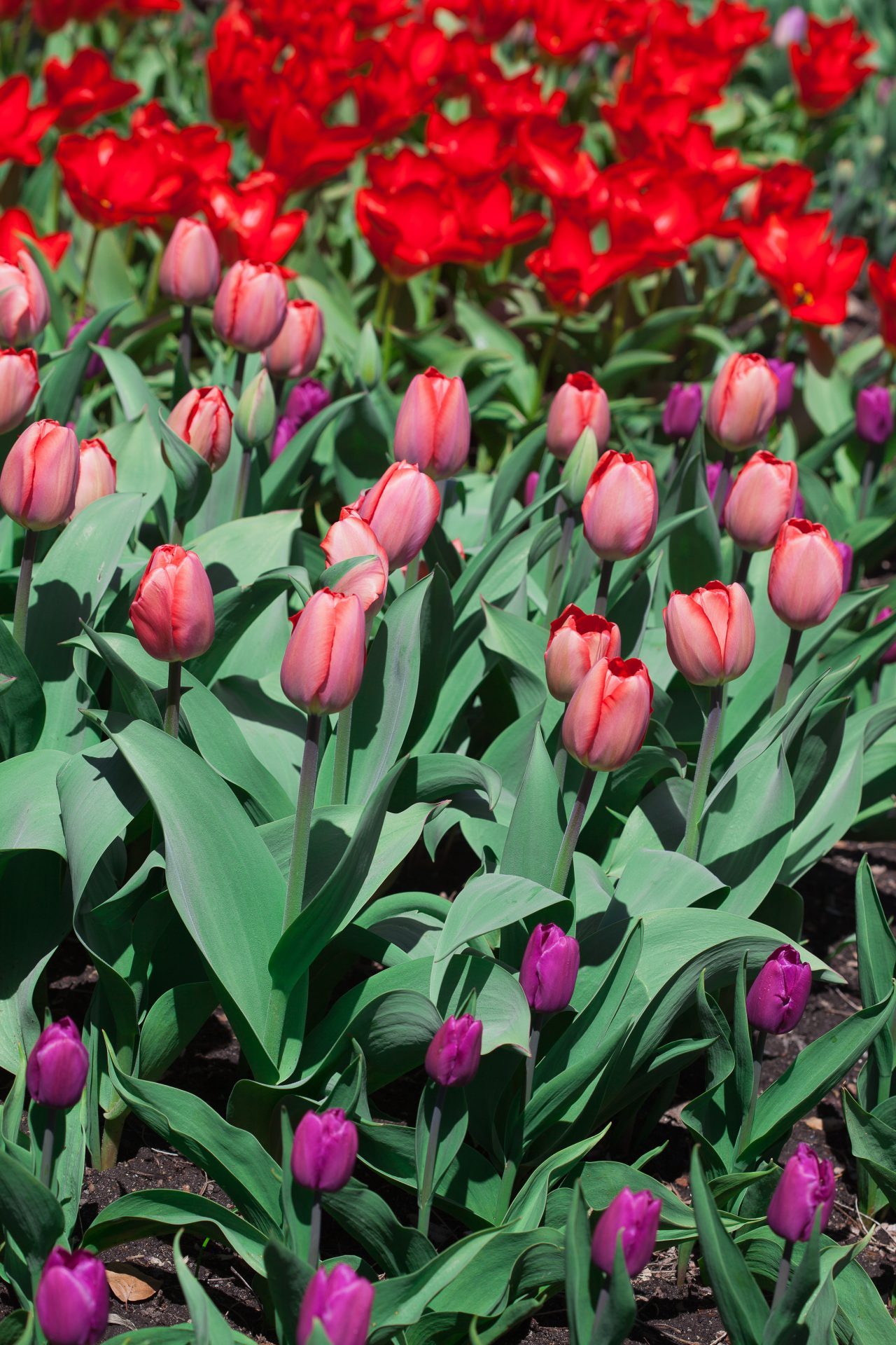 Pink, red and purple tulips. Credit: Photo by Javier Soriano/LoveIsAmor.com