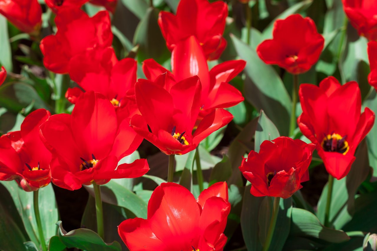 Red tulips. Credit: Photo by Javier Soriano/LoveIsAmor.com