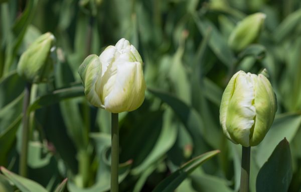 White tulips. Credit: Photo by Javier Soriano/LoveIsAmor.com
