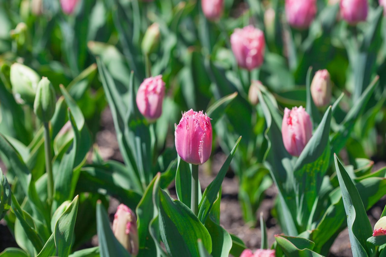 Pink tulips. Credit: Photo by Javier Soriano/LoveIsAmor.com