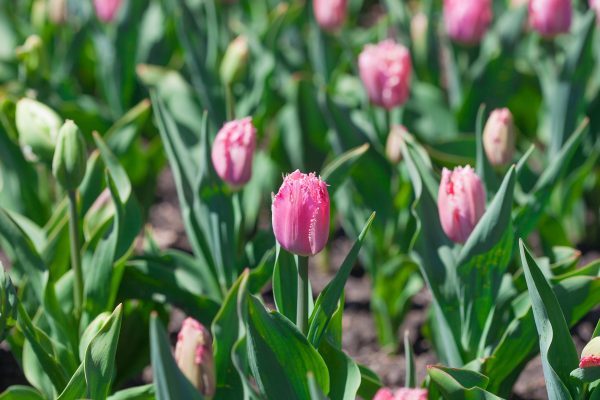 Pink tulips. Credit: Photo by Javier Soriano/LoveIsAmor.com