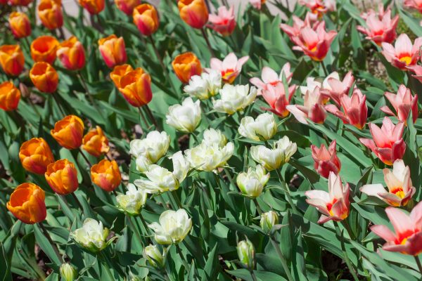 Orange, white and pink tulips. Credit: Photo by Javier Soriano/LoveIsAmor.com