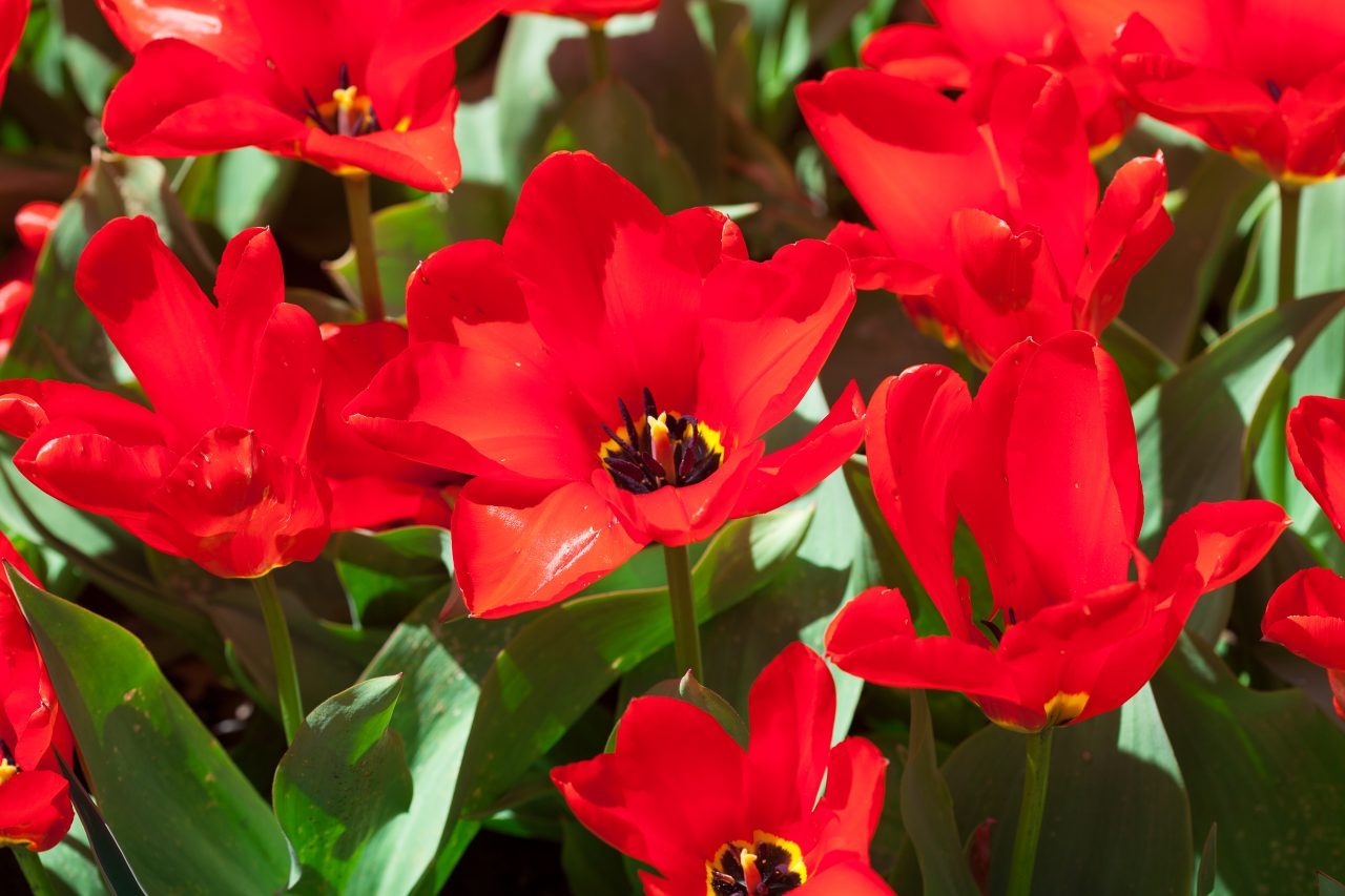 Red tulips. Credit: Photo by Javier Soriano/LoveIsAmor.com