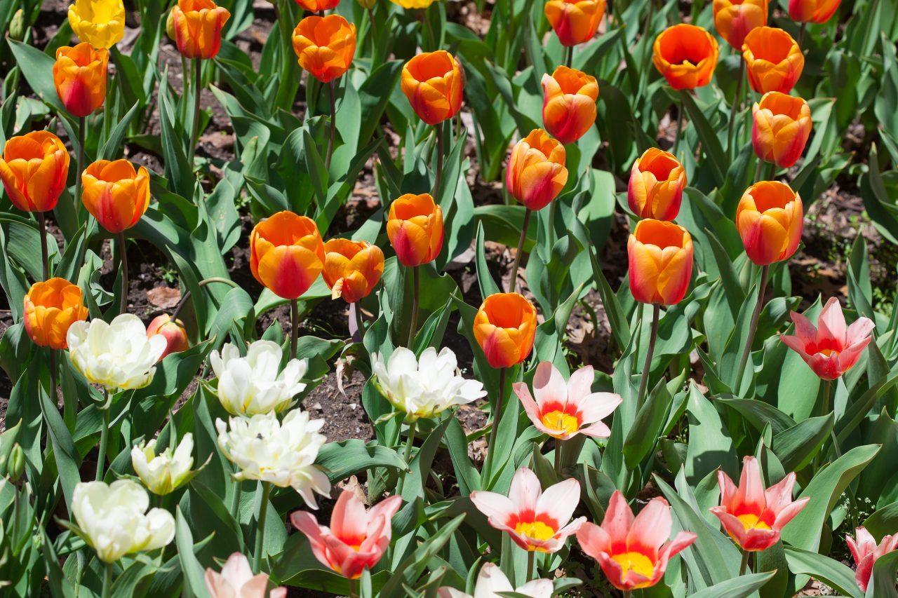 Orange, white and pink tulips. Credit: Photo by Javier Soriano/LoveIsAmor.com