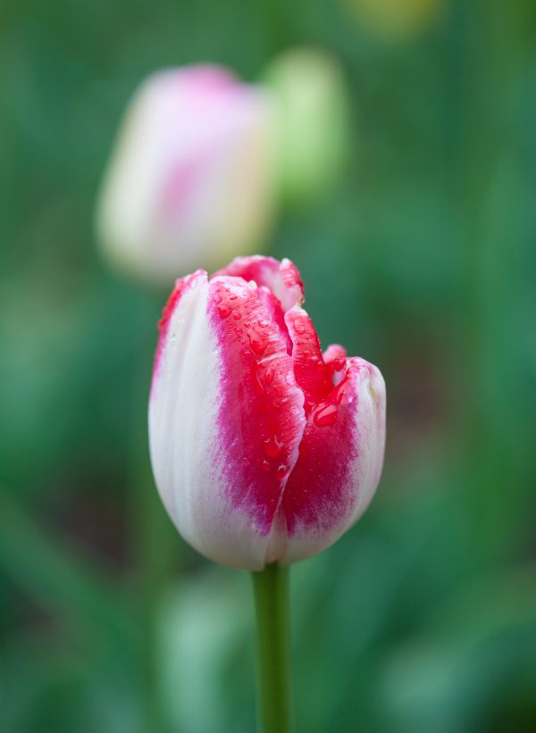 Red and white tulips. Credit: Photo by Javier Soriano/LoveIsAmor.com