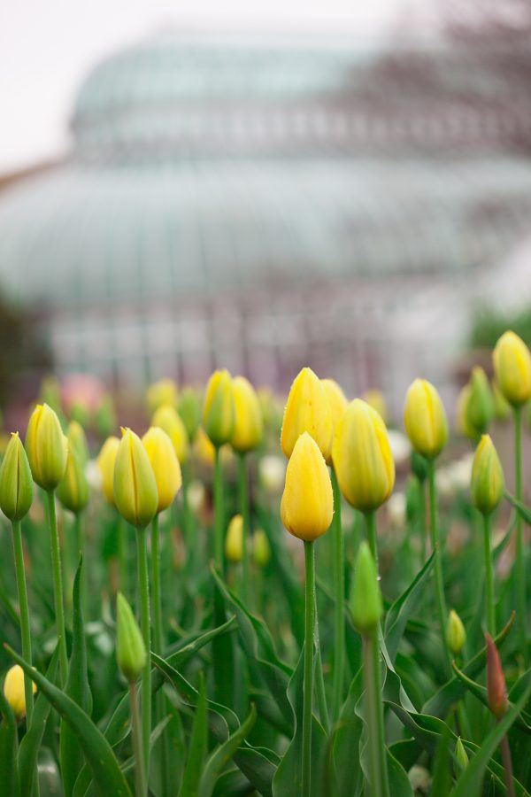 Yellow tulips. Credit: Photo by Javier Soriano/LoveIsAmor.com