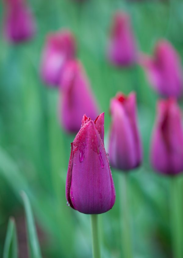 Purple tulips. Credit: Photo by Javier Soriano/LoveIsAmor.com