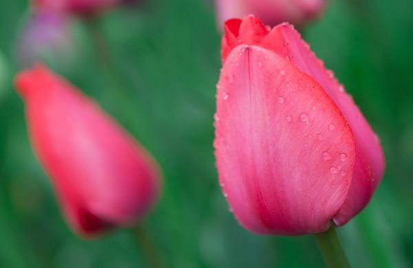 Pink tulips. Credit: Photo by Javier Soriano/LoveIsAmor.com