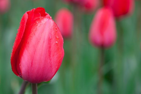 Red tulips. Credit: Photo by Javier Soriano/LoveIsAmor.com