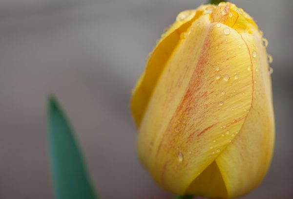 Yellow tulip. Credit: Photo by Javier Soriano/LoveIsAmor.com