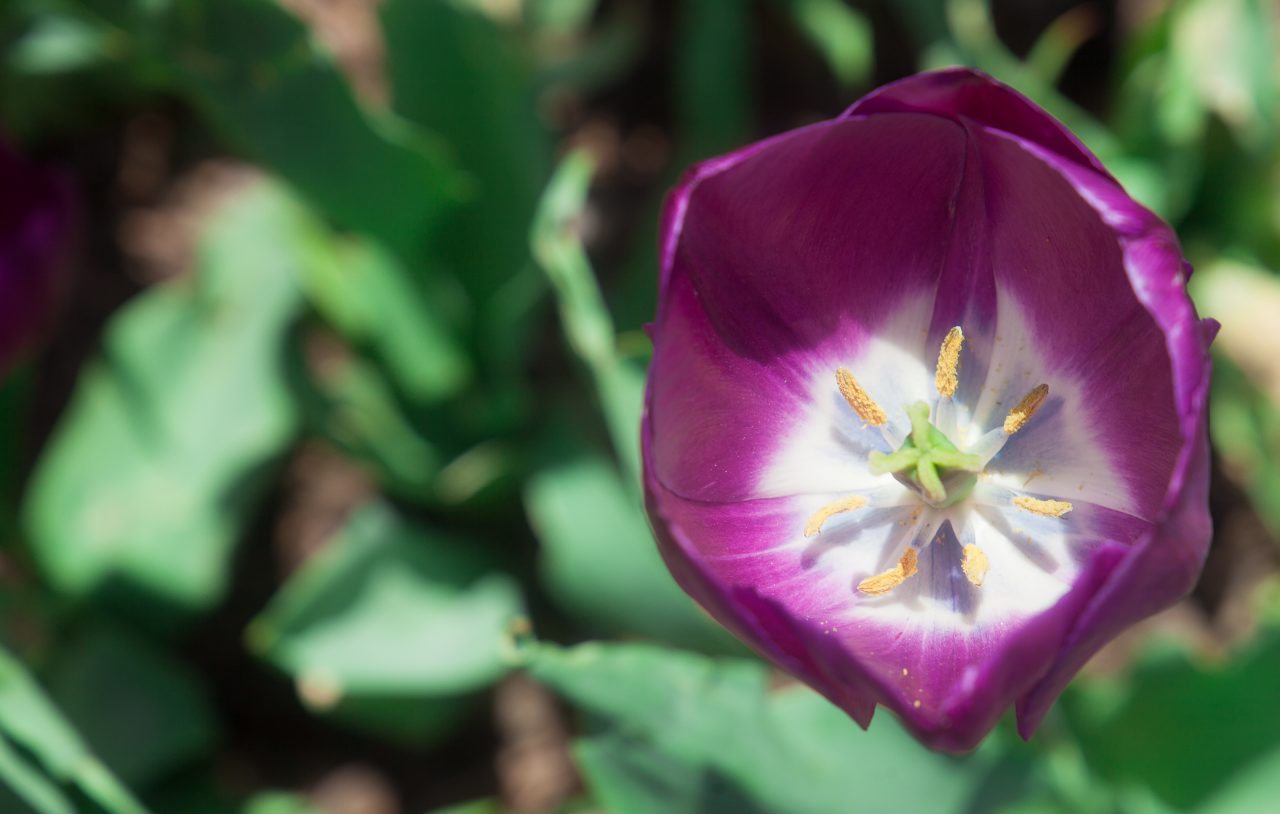 Purple tulip. Credit: Photo by Javier Soriano/LoveIsAmor.com