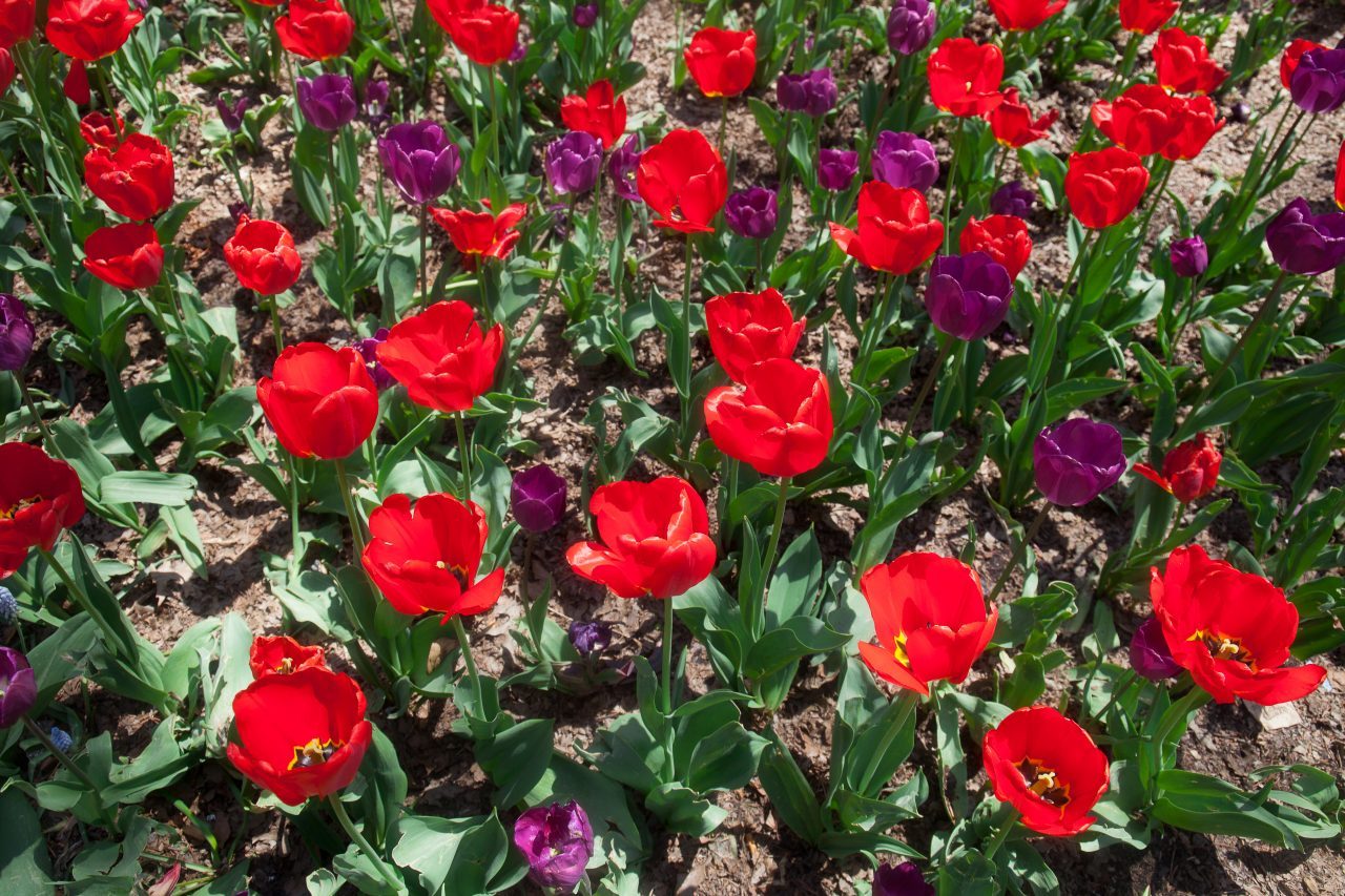 Purple and red tulip. Credit: Photo by Javier Soriano/LoveIsAmor.com