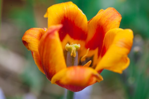 Orange and red tulip. Credit: Photo by Javier Soriano/LoveIsAmor.com