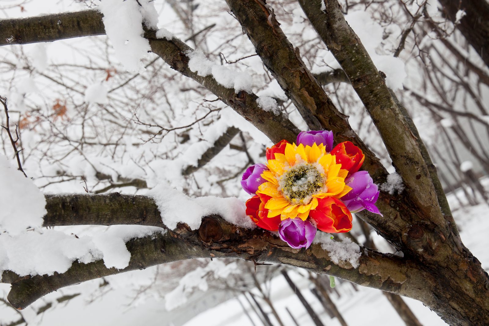 Wednesday, March 21, 2018. Brooklyn, New York City - Today was the first day of Spring, but it feels like Winter. It is snowing at the Brooklyn Bridge Park. I added flowers because it was the first day of Spring. Photo by Javier Soriano/LoveIsAmor.com