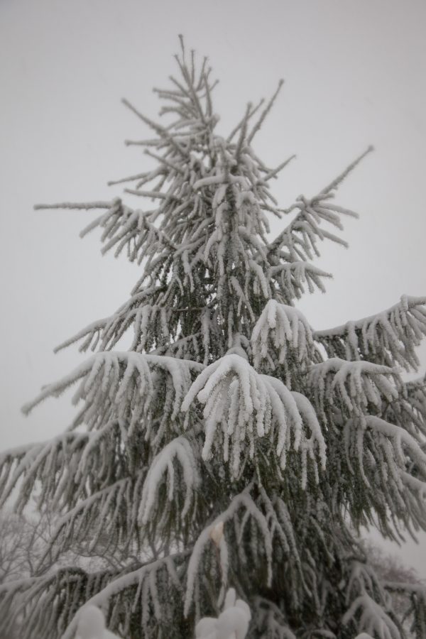 Thursday, November 15th, 2018. A tree in Prospect Park covered with snow. Today was the first snowfall of 2018 in Brooklyn, New York City. Credit: Photo by LoveIsAmor.com