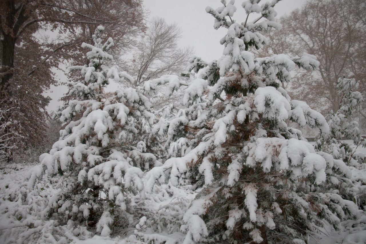 Thursday, November 15th, 2018. Trees in Prospect Park covered with snow. Today was the first snowfall of 2018 in Brooklyn, New York City. Credit: Photo by LoveIsAmor.com