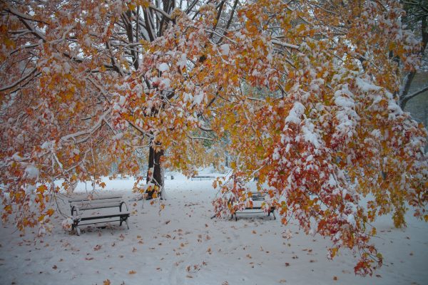 Thursday, November 15th, 2018. A tree in Prospect Park covered with snow. It is still Fall (Autumn), but today was the first snowfall of 2018 in Brooklyn, New York City. Credit: Photo by LoveIsAmor.com