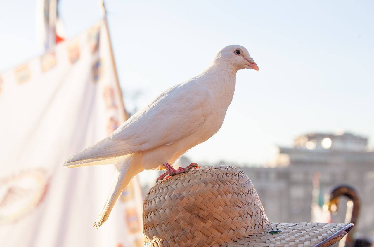 Mexico City, Mexico. Saturday, December 1, 2018. A white dove on the Zocalo in Mexico City. Today was the inauguration of Mexican President Andrés Manuel López Obrador. People came to celebrate this historic day. López Obrador – known as AMLO - said, “We are going to govern for everyone, but we are going to give preference to the most impoverished and vulnerable. For the good of all, the poor come first.” Andrés Manuel received a spiritual cleansing by indigenous women and men as part of the celebrations. Credit: Photo by LoveIsAmor.com