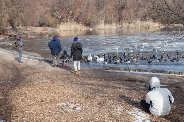 Brooklyn, New York City. Saturday, February 2, 2019 - Photographer taking pictures and people watching ducks, swans, gulls, etc. in Prospect Park. Credit: Photo by LoveIsAmor.com