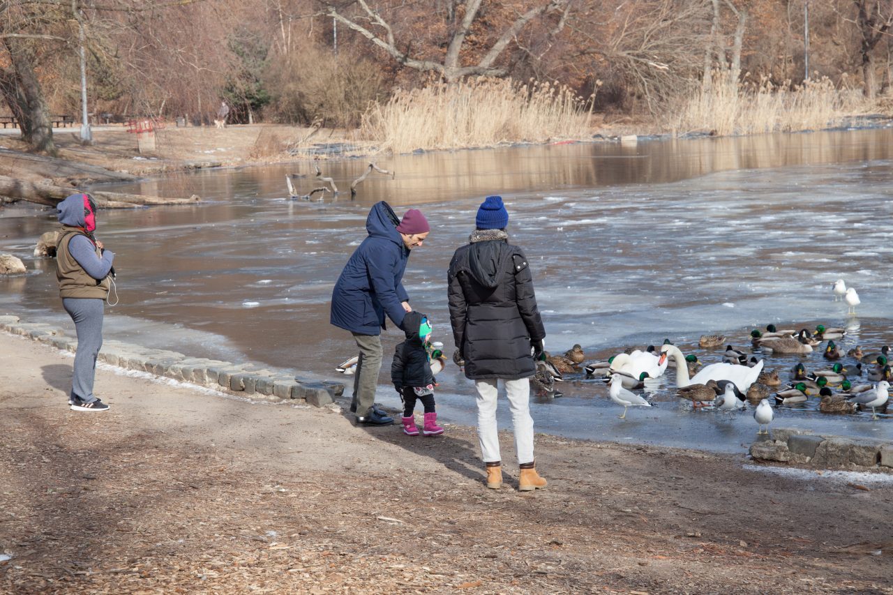 Brooklyn, New York City. Saturday, February 2, 2019 - People watching ducks, swans, gulls, etc. in Prospect Park. Credit: Photo by LoveIsAmor.com