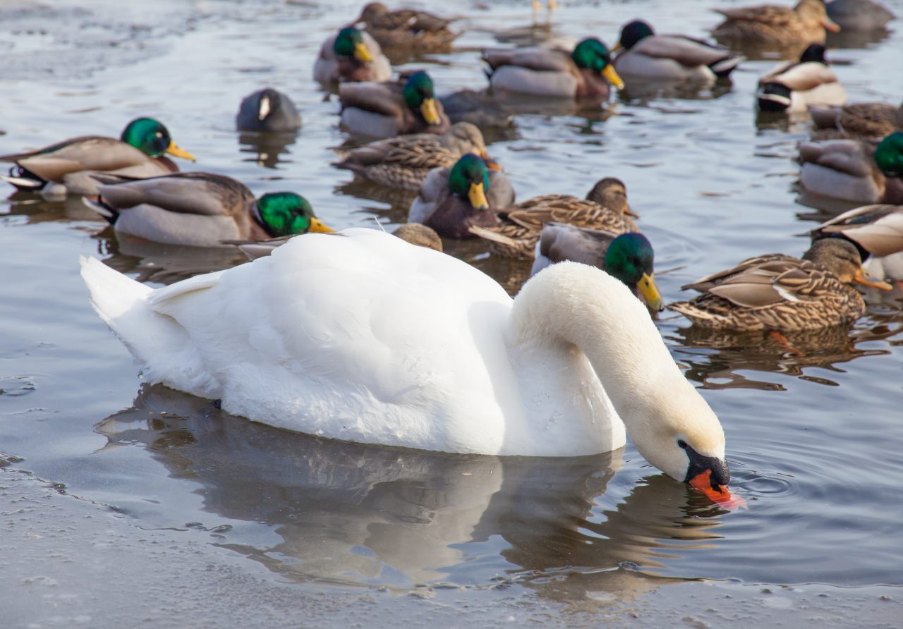 Brooklyn, New York City. Saturday, February 2, 2019 - Ducks and swan in Prospect Park. Credit: Photo by LoveIsAmor.com