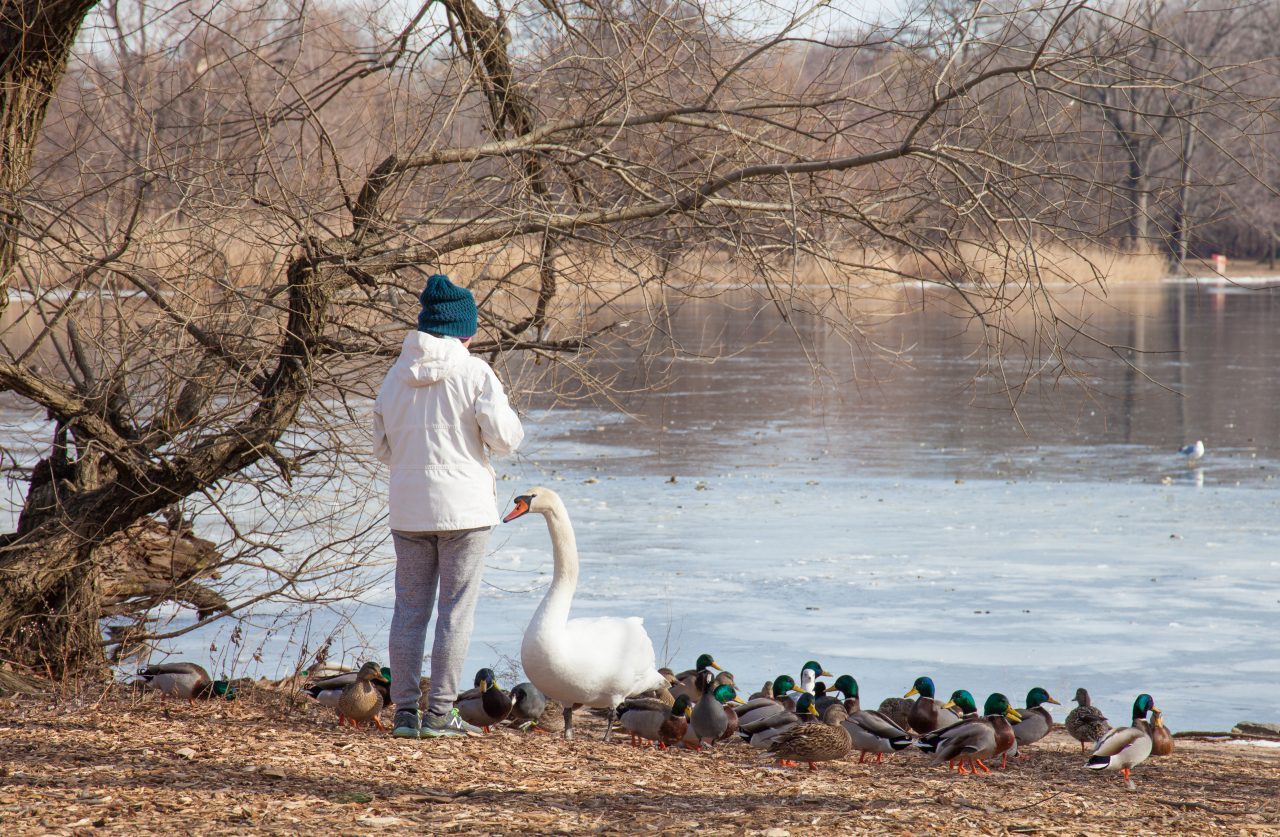 Brooklyn, New York City. Saturday, February 2, 2019 - A person feeding ducks and a swan in Prospect Park. Credit: Photo by LoveIsAmor.com