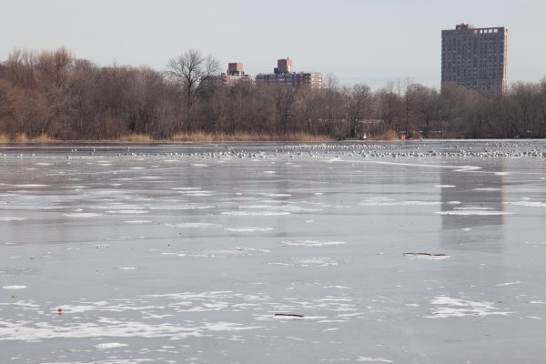 Brooklyn, New York City. Saturday, February 2, 2019 - Most of the lake in Prospect Park is frozen. Credit: Photo by LoveIsAmor.com