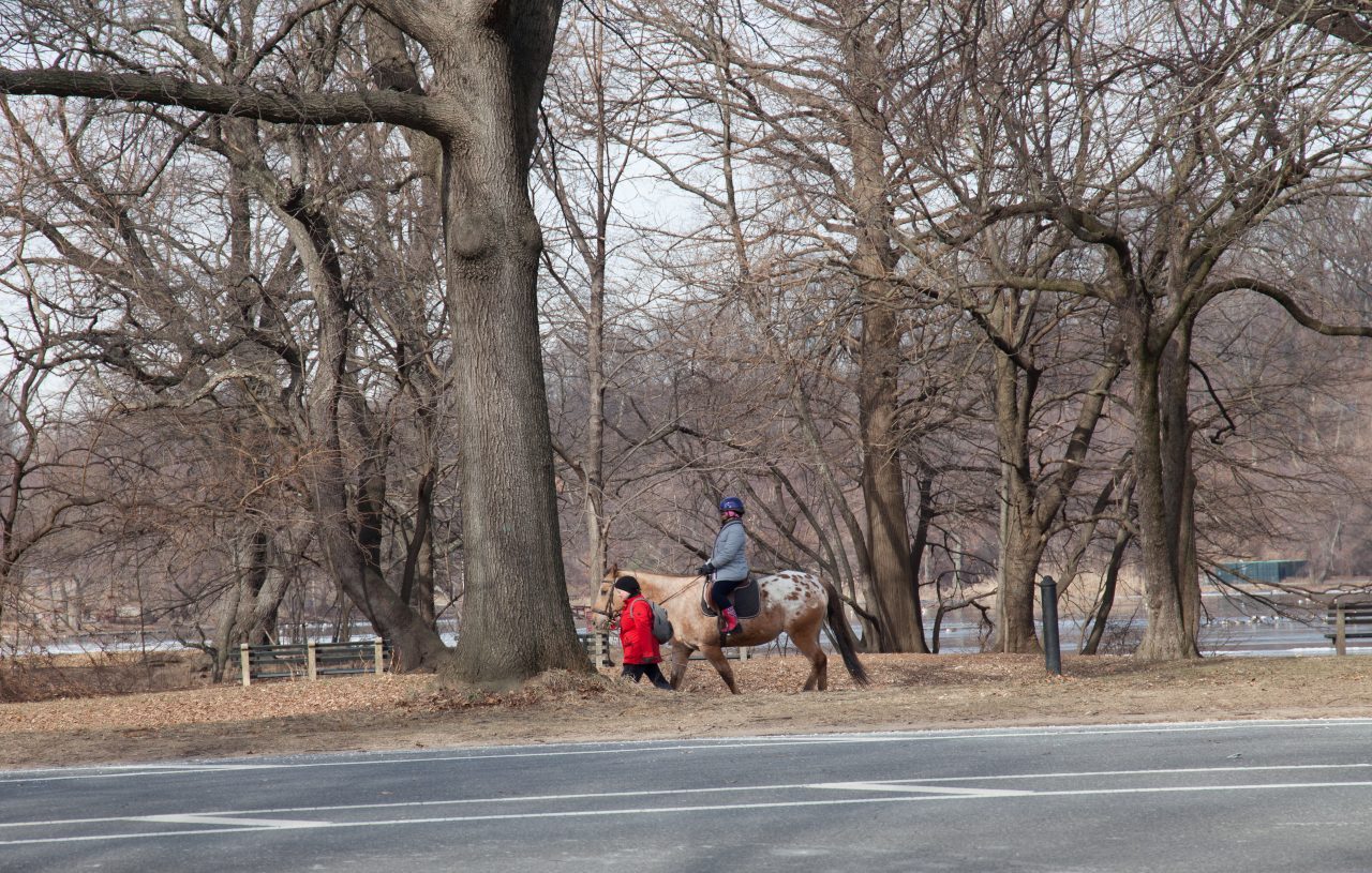 Brooklyn, New York City. Saturday, February 2, 2019 - Woman riding a horse in Prospect Park. Credit: Photo by LoveIsAmor.com