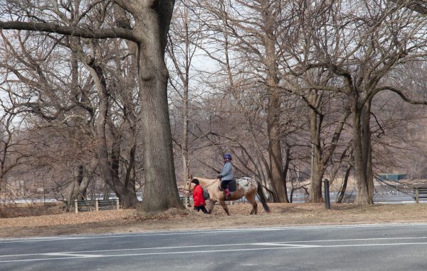 Brooklyn, New York City. Saturday, February 2, 2019 - Woman riding a horse in Prospect Park. Credit: Photo by LoveIsAmor.com