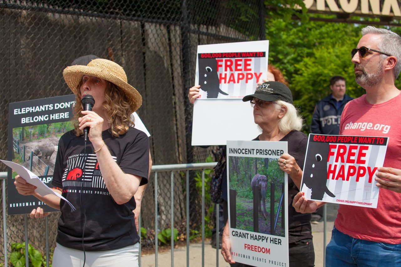 Bronx, New York City. Saturday, June 1, 2019 - Rally in support of Happy's freedom. Happy is a wild-born elephant held alone in captivity at the Bronx Zoo. The rally was organized by the Nonhuman Rights Project and it was joined by Change.org, CompassionWorks International, Voters For Animal Rights, In Defense of Animals, and Animal Cruelty Exposure Fund. Activists called for recognition of Happy's fundamental rights and her transfer to sanctuary. During the rally, NhRP attorney gave updates on their litigation on behalf of Happy and other efforts to obtain rights for autonomous nonhuman animals. Credit: Photo by LoveIsAmor.com
