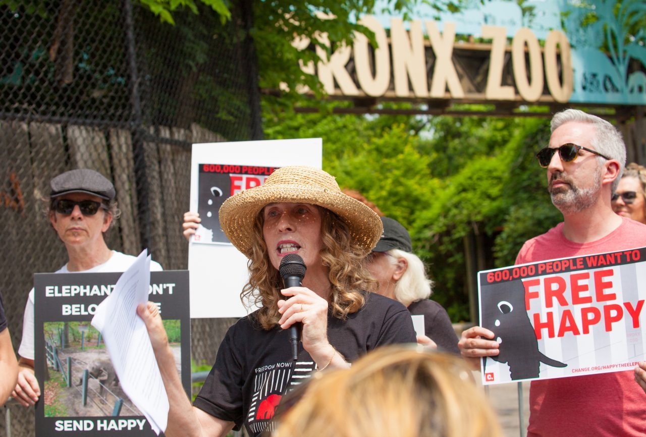 Bronx, New York City. Saturday, June 1, 2019 - Rally in support of Happy's freedom. Happy is a wild-born elephant held alone in captivity at the Bronx Zoo. The rally was organized by the Nonhuman Rights Project and it was joined by Change.org, CompassionWorks International, Voters For Animal Rights, In Defense of Animals, and Animal Cruelty Exposure Fund. Activists called for recognition of Happy's fundamental rights and her transfer to sanctuary. During the rally, NhRP attorney gave updates on their litigation on behalf of Happy and other efforts to obtain rights for autonomous nonhuman animals. Credit: Photo by LoveIsAmor.com