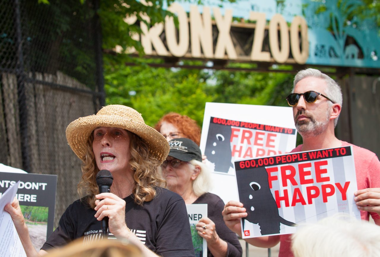 Bronx, New York City. Saturday, June 1, 2019 - Rally in support of Happy's freedom. Happy is a wild-born elephant held alone in captivity at the Bronx Zoo. The rally was organized by the Nonhuman Rights Project and it was joined by Change.org, CompassionWorks International, Voters For Animal Rights, In Defense of Animals, and Animal Cruelty Exposure Fund. Activists called for recognition of Happy's fundamental rights and her transfer to sanctuary. During the rally, NhRP attorney gave updates on their litigation on behalf of Happy and other efforts to obtain rights for autonomous nonhuman animals. Credit: Photo by LoveIsAmor.com