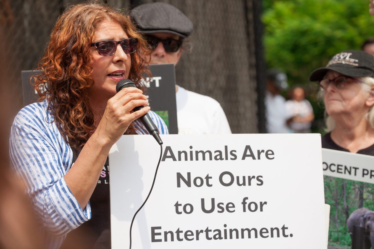 Bronx, New York City. Saturday, June 1, 2019 - Rally in support of Happy's freedom. Happy is a wild-born elephant held alone in captivity at the Bronx Zoo. The rally was organized by the Nonhuman Rights Project and it was joined by Change.org, CompassionWorks International, Voters For Animal Rights, In Defense of Animals, and Animal Cruelty Exposure Fund. Activists called for recognition of Happy's fundamental rights and her transfer to sanctuary. During the rally, NhRP attorney gave updates on their litigation on behalf of Happy and other efforts to obtain rights for autonomous nonhuman animals. Credit: Photo by LoveIsAmor.com