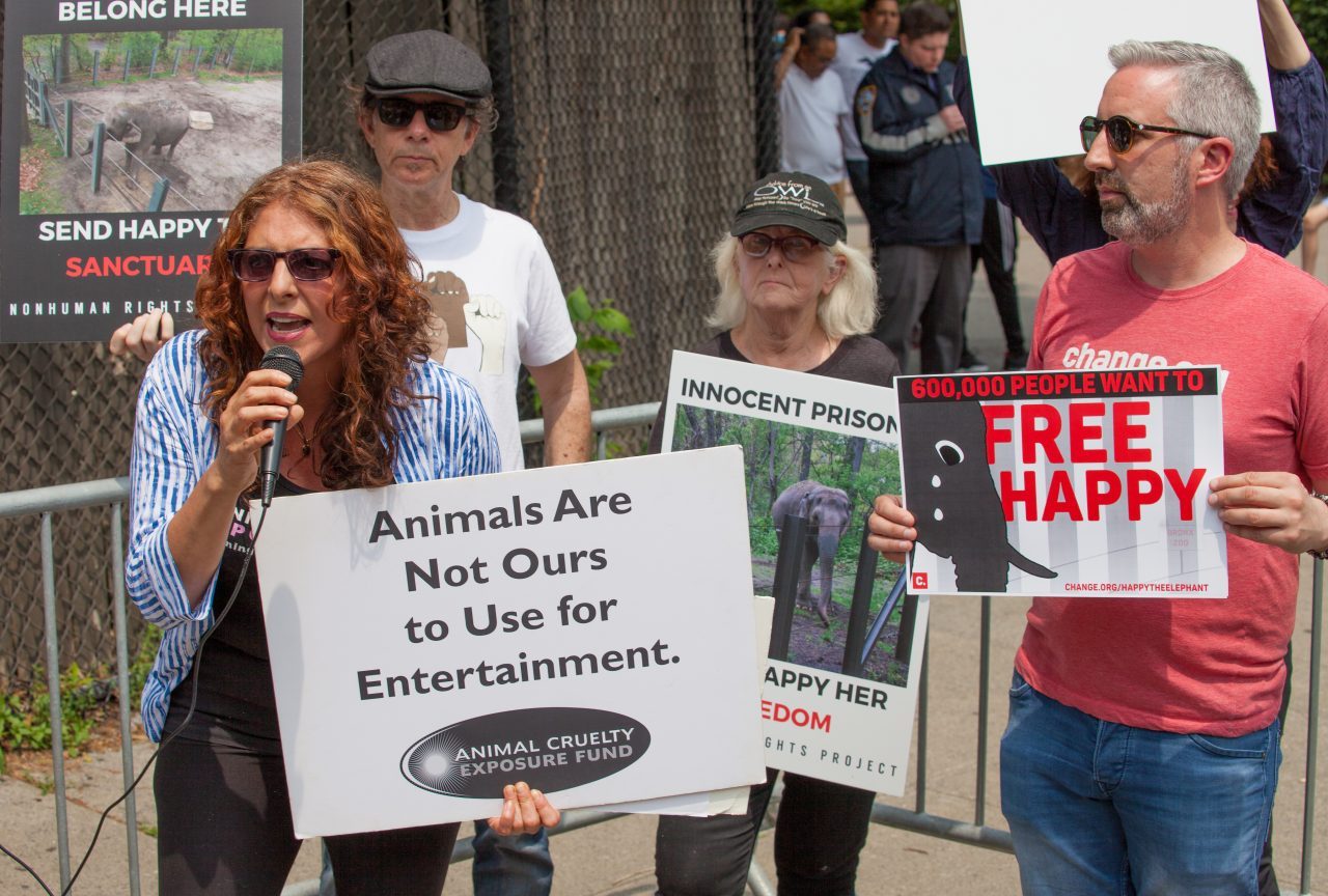 Bronx, New York City. Saturday, June 1, 2019 - Rally in support of Happy's freedom. Happy is a wild-born elephant held alone in captivity at the Bronx Zoo. The rally was organized by the Nonhuman Rights Project and it was joined by Change.org, CompassionWorks International, Voters For Animal Rights, In Defense of Animals, and Animal Cruelty Exposure Fund. Activists called for recognition of Happy's fundamental rights and her transfer to sanctuary. During the rally, NhRP attorney gave updates on their litigation on behalf of Happy and other efforts to obtain rights for autonomous nonhuman animals. Credit: Photo by LoveIsAmor.com