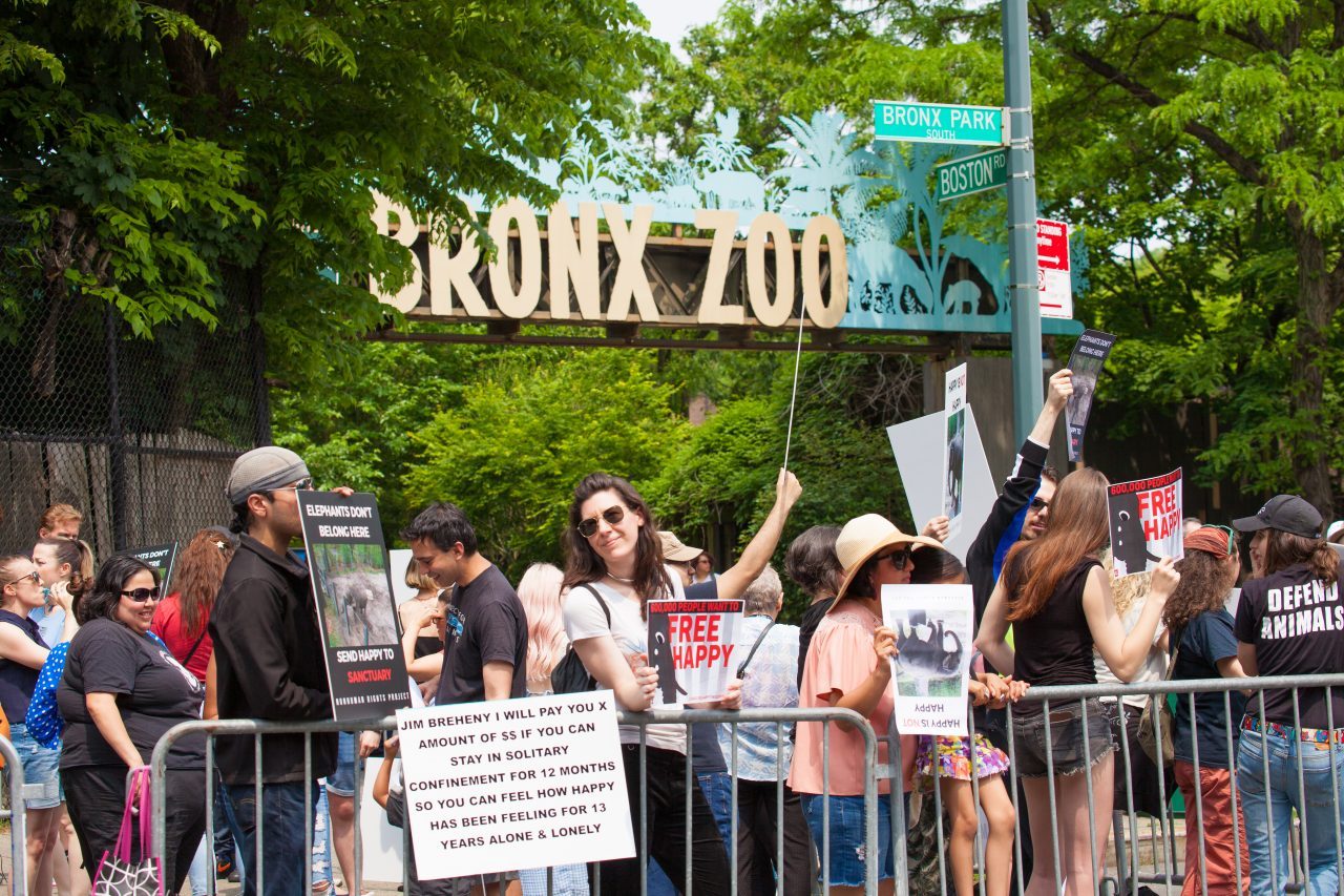 Bronx, New York City. Saturday, June 1, 2019 - Rally in support of Happy's freedom. Happy is a wild-born elephant held alone in captivity at the Bronx Zoo. The rally was organized by the Nonhuman Rights Project and it was joined by Change.org, CompassionWorks International, Voters For Animal Rights, In Defense of Animals, and Animal Cruelty Exposure Fund. Activists called for recognition of Happy's fundamental rights and her transfer to sanctuary. During the rally, NhRP attorney gave updates on their litigation on behalf of Happy and other efforts to obtain rights for autonomous nonhuman animals. Credit: Photo by LoveIsAmor.com