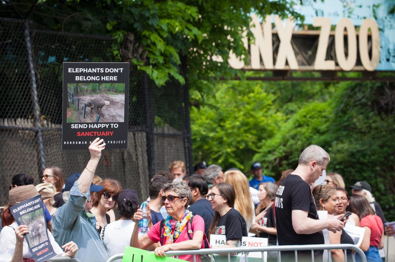 Bronx, New York City. Saturday, June 1, 2019 - Rally in support of Happy's freedom. Happy is a wild-born elephant held alone in captivity at the Bronx Zoo. The rally was organized by the Nonhuman Rights Project and it was joined by Change.org, CompassionWorks International, Voters For Animal Rights, In Defense of Animals, and Animal Cruelty Exposure Fund. Activists called for recognition of Happy's fundamental rights and her transfer to sanctuary. During the rally, NhRP attorney gave updates on their litigation on behalf of Happy and other efforts to obtain rights for autonomous nonhuman animals. Credit: Photo by LoveIsAmor.com