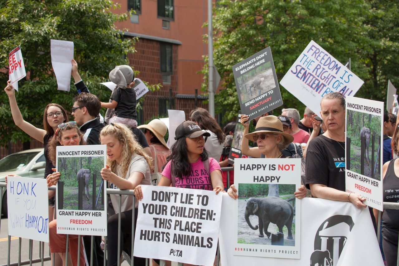 Bronx, New York City. Saturday, June 1, 2019 - Rally in support of Happy's freedom. Happy is a wild-born elephant held alone in captivity at the Bronx Zoo. The rally was organized by the Nonhuman Rights Project and it was joined by Change.org, CompassionWorks International, Voters For Animal Rights, In Defense of Animals, and Animal Cruelty Exposure Fund. Activists called for recognition of Happy's fundamental rights and her transfer to sanctuary. During the rally, NhRP attorney gave updates on their litigation on behalf of Happy and other efforts to obtain rights for autonomous nonhuman animals. Credit: Photo by LoveIsAmor.com
