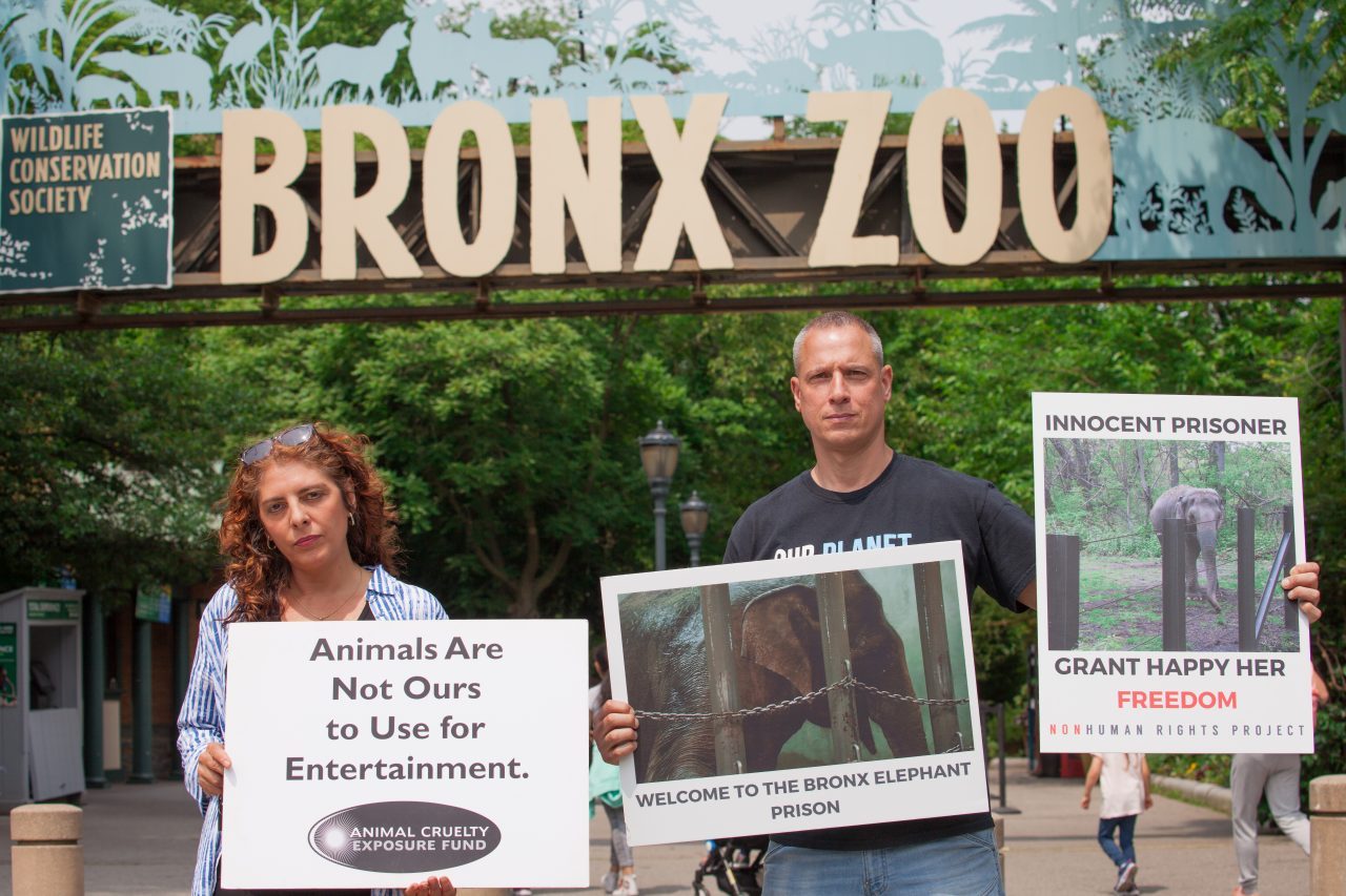 Bronx, New York City. Saturday, June 1, 2019 - Rally in support of Happy's freedom. Happy is a wild-born elephant held alone in captivity at the Bronx Zoo. The rally was organized by the Nonhuman Rights Project and it was joined by Change.org, CompassionWorks International, Voters For Animal Rights, In Defense of Animals, and Animal Cruelty Exposure Fund. Activists called for recognition of Happy's fundamental rights and her transfer to sanctuary. During the rally, NhRP attorney gave updates on their litigation on behalf of Happy and other efforts to obtain rights for autonomous nonhuman animals. Credit: Photo by LoveIsAmor.com
