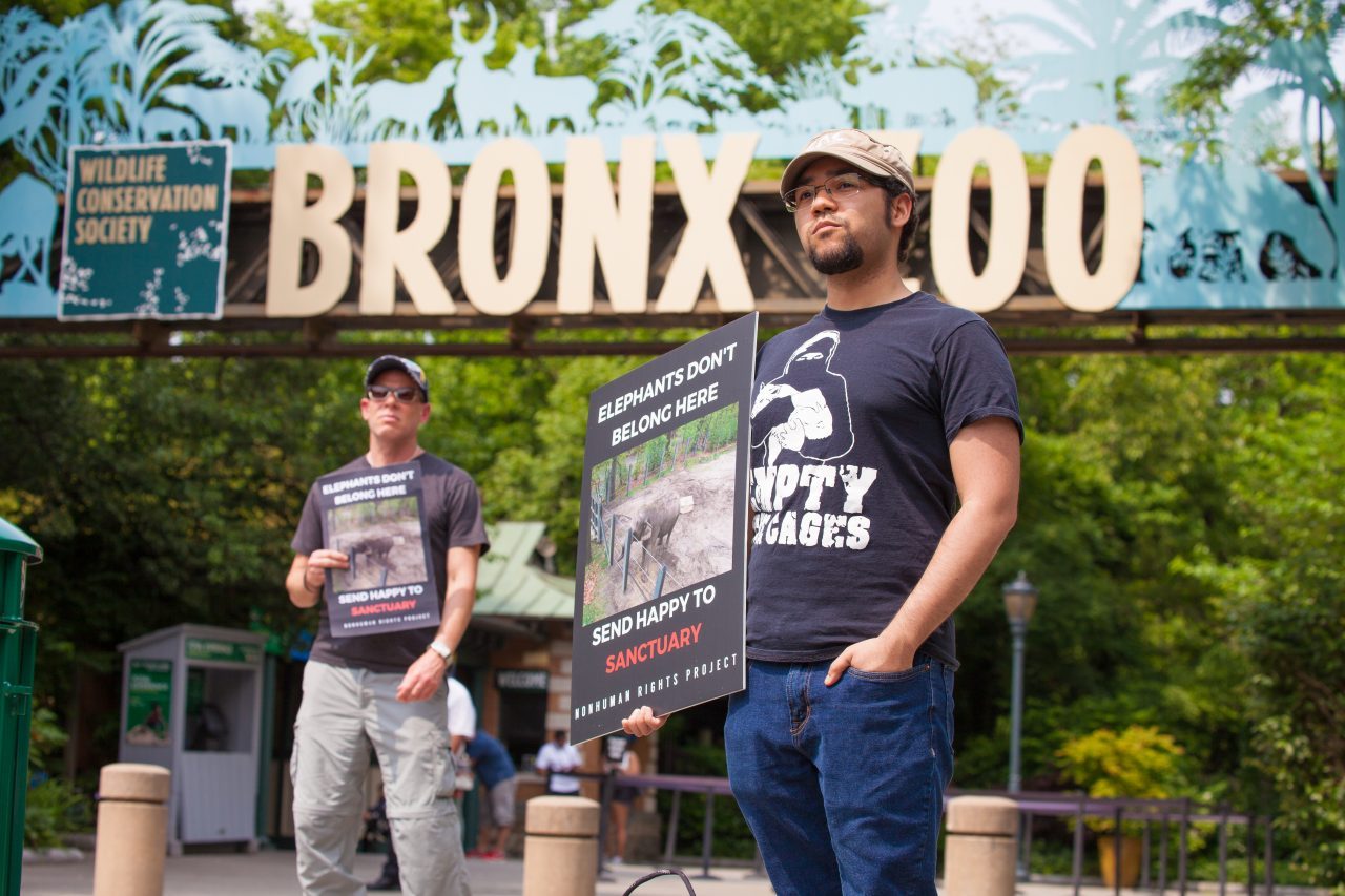 Bronx, New York City. Saturday, June 1, 2019 - Rally in support of Happy's freedom. Happy is a wild-born elephant held alone in captivity at the Bronx Zoo. The rally was organized by the Nonhuman Rights Project and it was joined by Change.org, CompassionWorks International, Voters For Animal Rights, In Defense of Animals, and Animal Cruelty Exposure Fund. Activists called for recognition of Happy's fundamental rights and her transfer to sanctuary. During the rally, NhRP attorney gave updates on their litigation on behalf of Happy and other efforts to obtain rights for autonomous nonhuman animals. Credit: Photo by LoveIsAmor.com